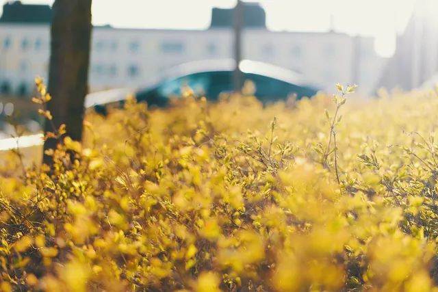 Venta / Solar Calle Mare Teresa Jornet 