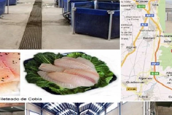 PISCIFACTORIA CON MUY ALTA RENTABILIDAD PRIMERA LICENCIA DE COBIA CONCEDIDA EN EUROPA